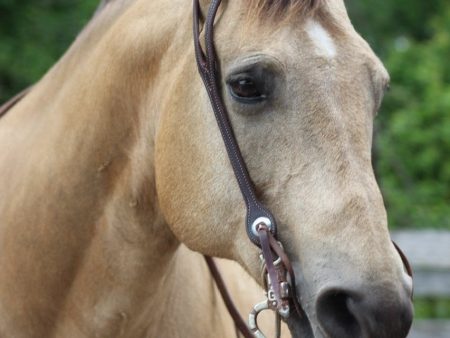 Latigo Slot Ear Headstall Online