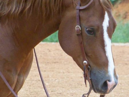 Two Buckle Slide Ear Headstall Hot on Sale