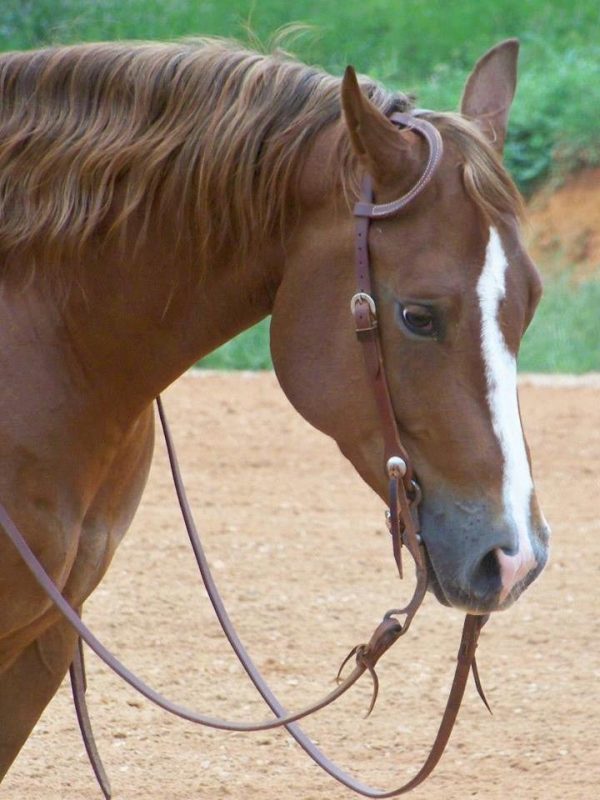 Two Buckle Slide Ear Headstall Hot on Sale