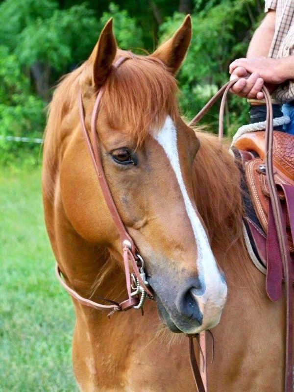 Cowboy Split Ear Headstall Discount