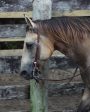 Cowboy Split Ear Headstall Discount