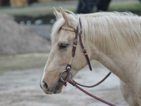 Browband Headstall with Braided Rawhide For Sale