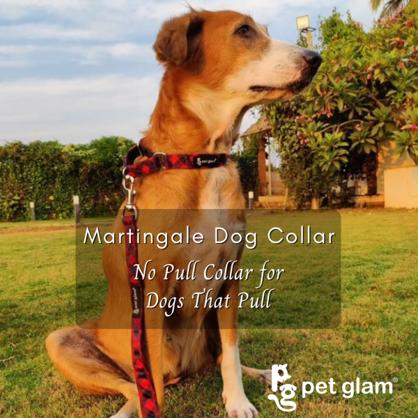 No Pull Martingale Dog Collar-Chief 1.5 inch Wide Supply