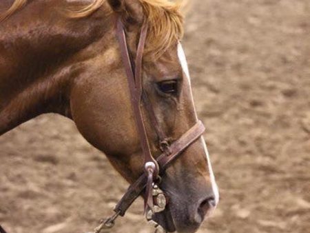 Cowboy Split Ear Headstall Discount