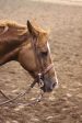 Cowboy Split Ear Headstall Discount